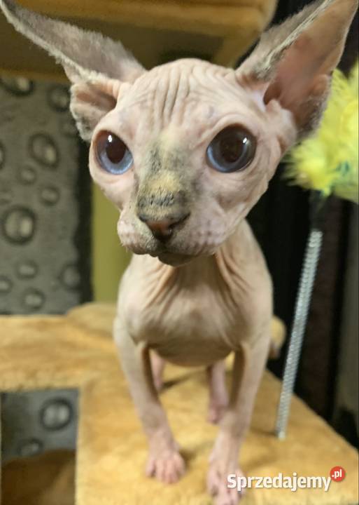 Sfinks Kanadyjski Do odbioru dziewczynka Leszno