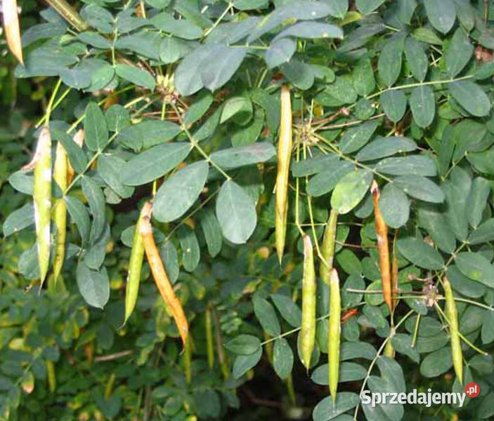 KARAGANA SYBERYJSKA Caragana arborescens NASIONA kujawsko-pomorskie Lubanie