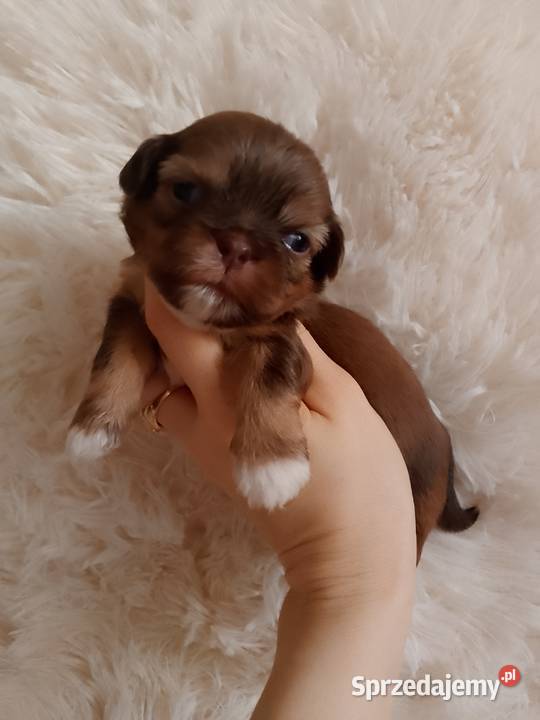 Piękna czekoladowo złota suczka ShihTzu szuka