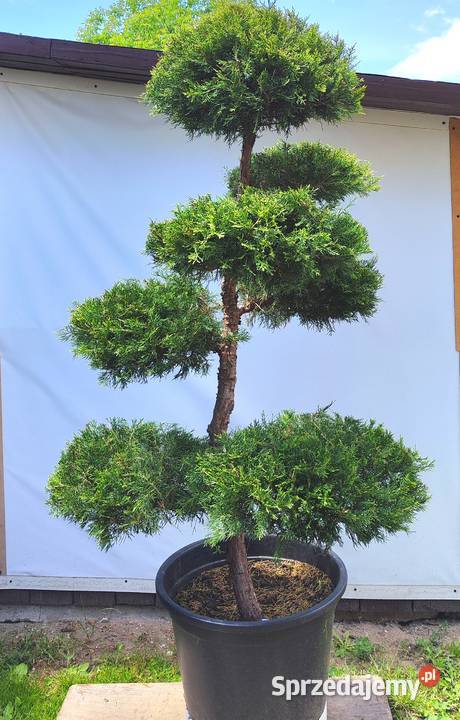 Bonsai Niwaki Jałowiec Kuriwao Gold podkarpackie Medynia Łańcucka