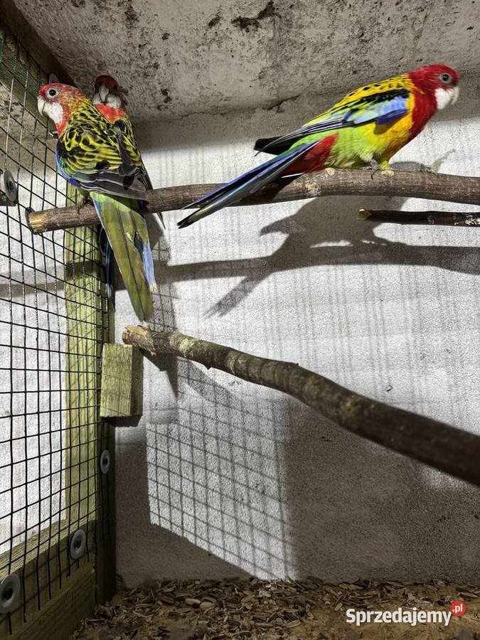 Rozelle białolice śląskie