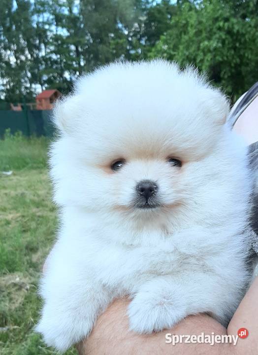 Dziewczynka szpic miniaturowy pomeranian Pabianice