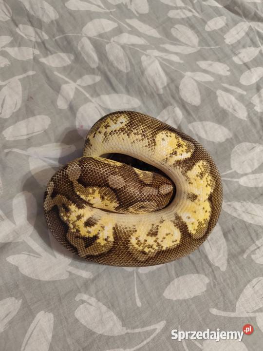 Pyton Królewski samiec do adopcji Pruszków