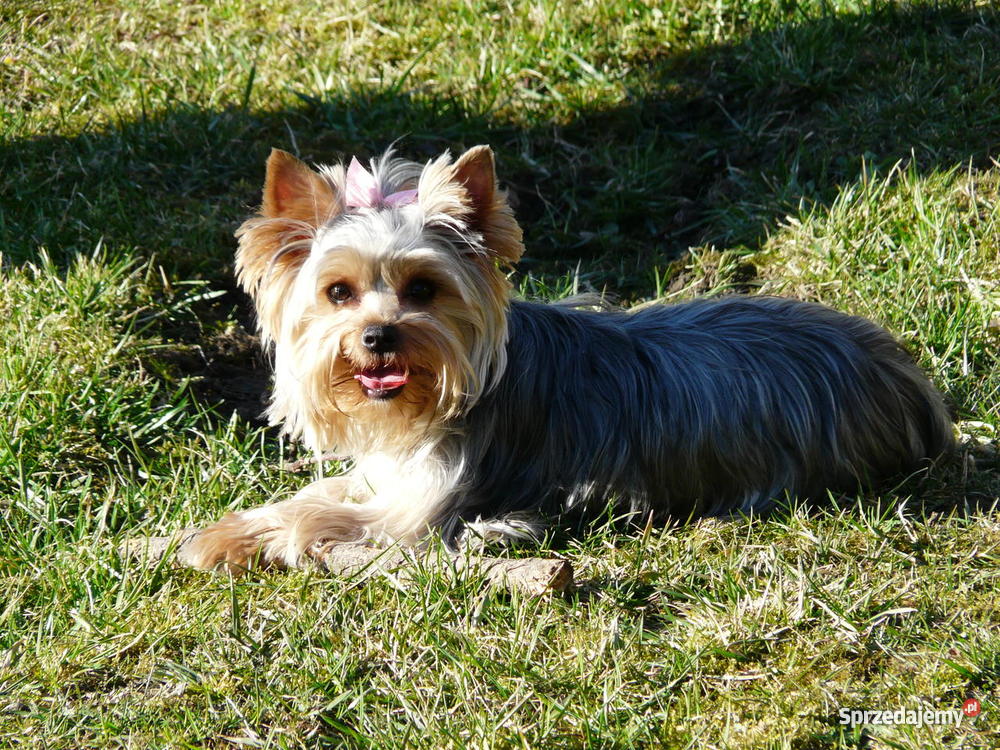 Ostatni szczeniak Yorkshire Terrier Jasło