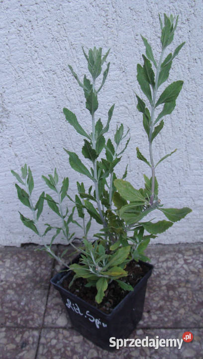 PEROWSKIA ŁOBODOLISTNA Little Spire sadzonki w Ustronie