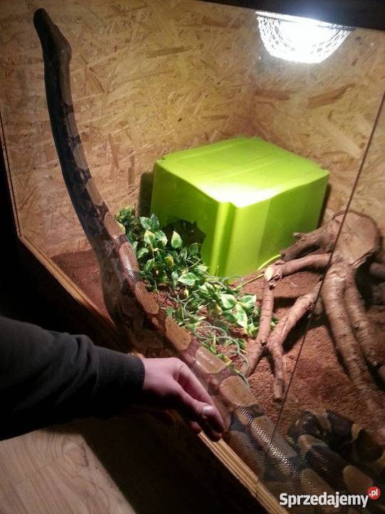 Boa dusiciel samica ogromna lubuskie Zielona Góra sprzedam