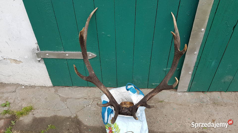 Poroże jelenia rogi dekoracja ścienna Żarów