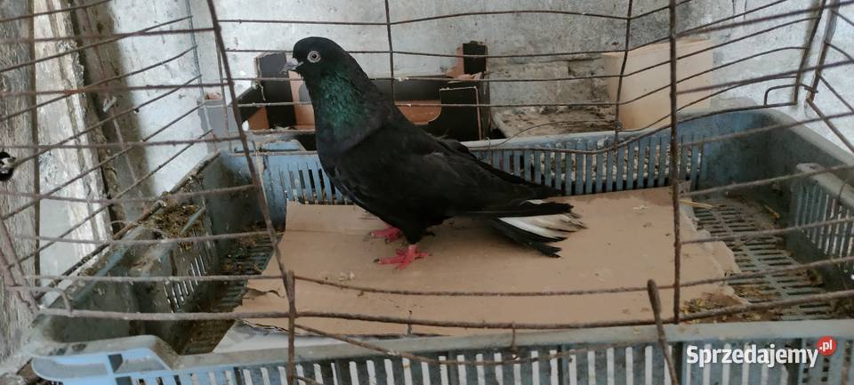 Sprzedam orliki lubelskie