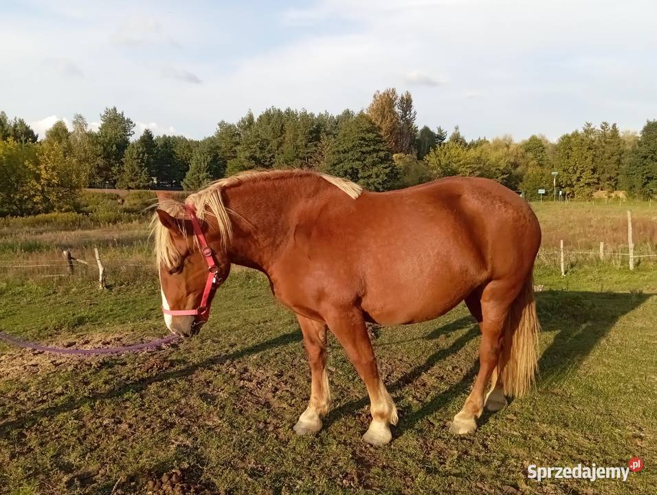 Sprzedam klacz Zimnokrwista sprzedam