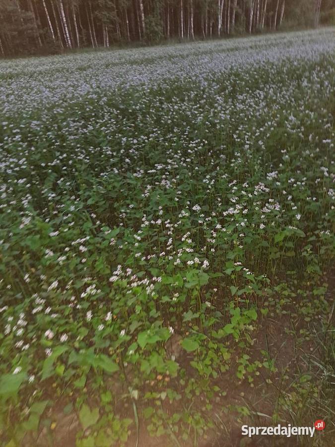 Gryka zasiew pszczół Poradnik Małogoszcz