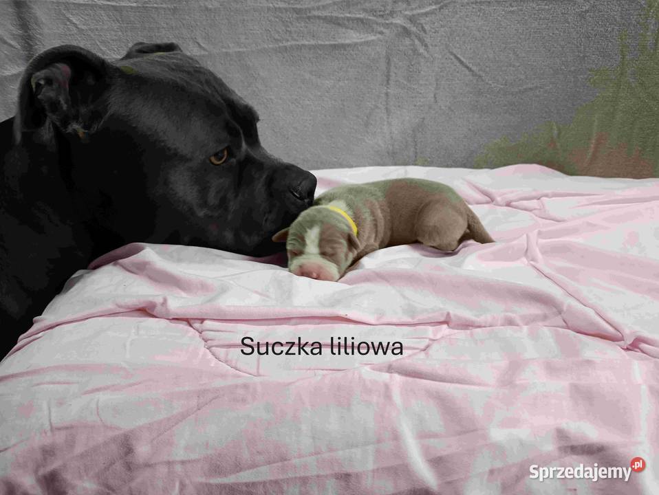 Szczeniaki American staffordshire terrier Nieledew