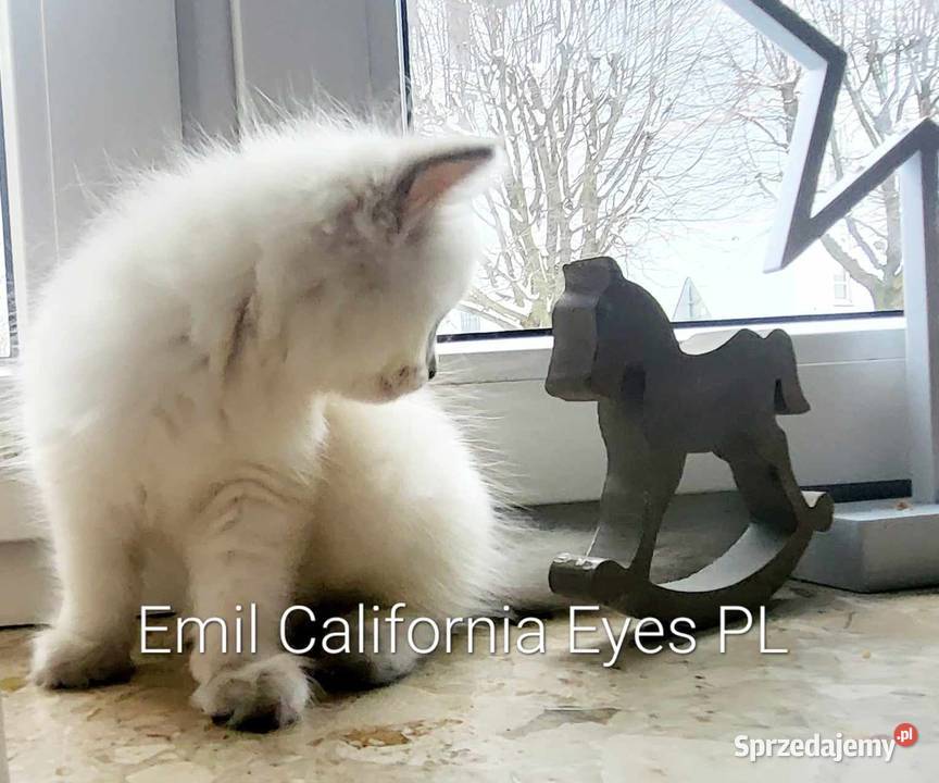Mięciutki Ragdoll Emil California Eyes Łaziska Górne