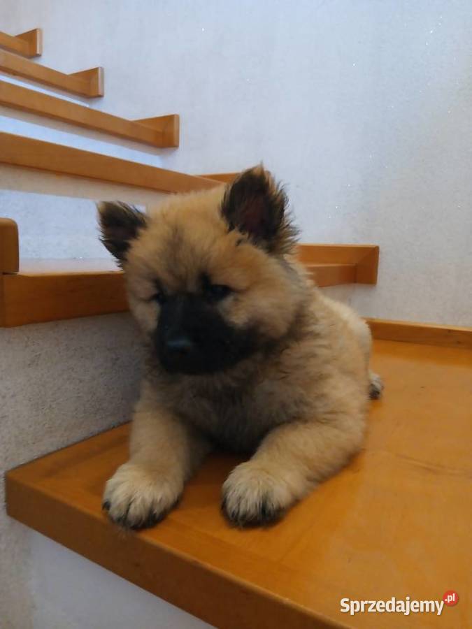 Eurasier szczeniak dziewczynka Krosno