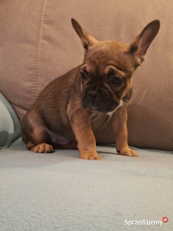 Sprzedam buldożki francuskieduczka