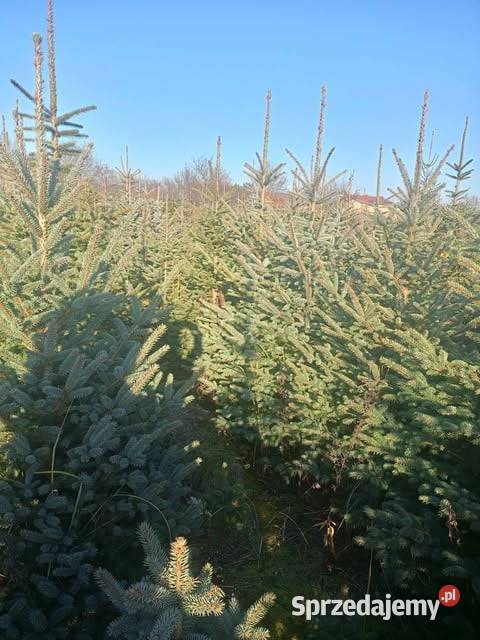 choinki świąteczne świerk srebrny zielony śląskie