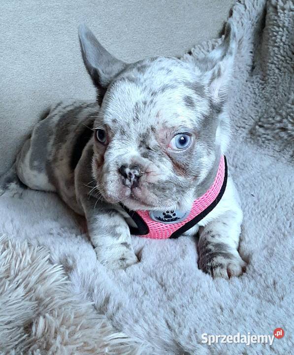 Buldog francuski suczka i piesek Pabianice