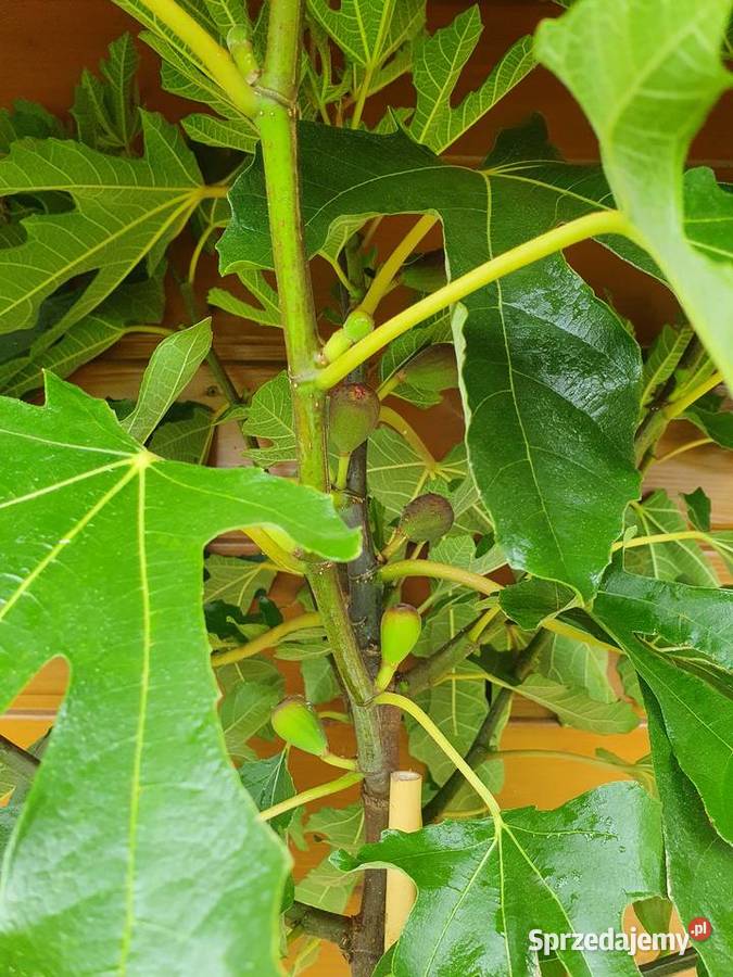 Figowiec szczepiony na pniu Ficus carica Figa śląskie Simoradz