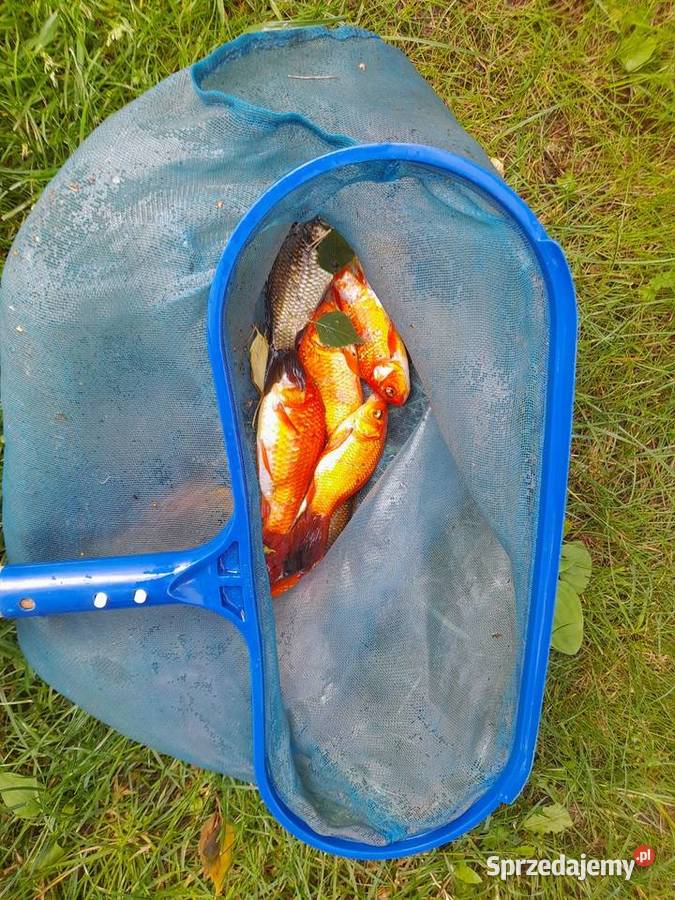 Żywe ryby węgorz amursum karaśia złotego Ślesin