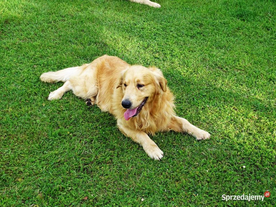 Piękny golden retriever mazowieckie Przysucha sprzedam