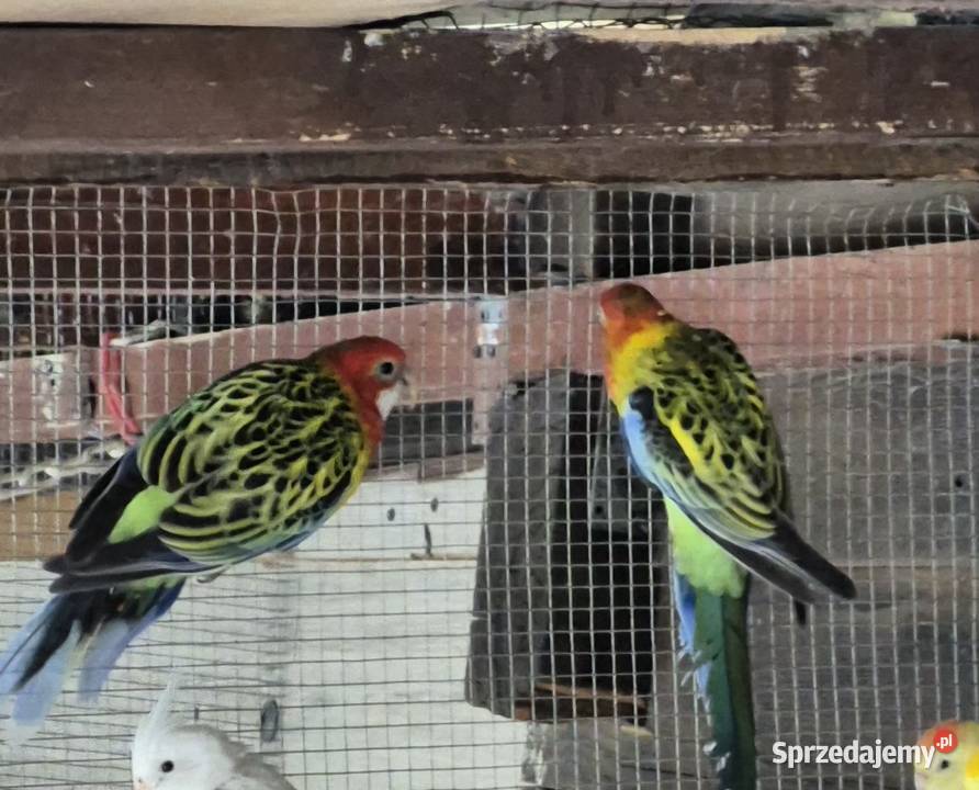 Sprzedam Biała Podlaska