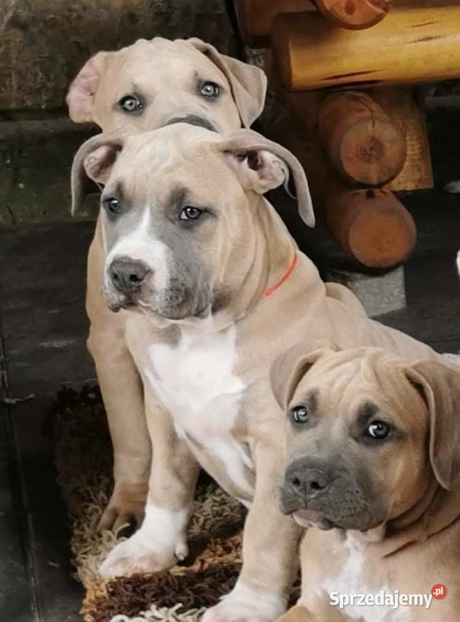 Amstaff BLUE TRICOLOR sprzedam