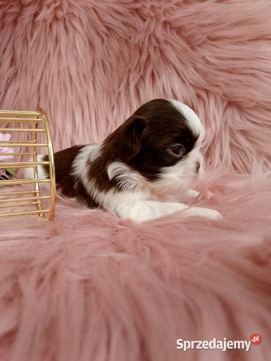 Biało czekoladowa suczka rasy ShihTzu