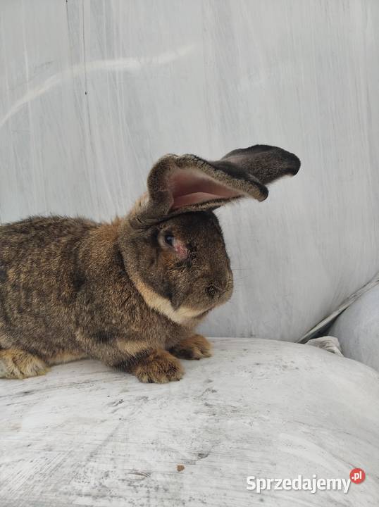 Sprzedam samca olbrzym belgijski