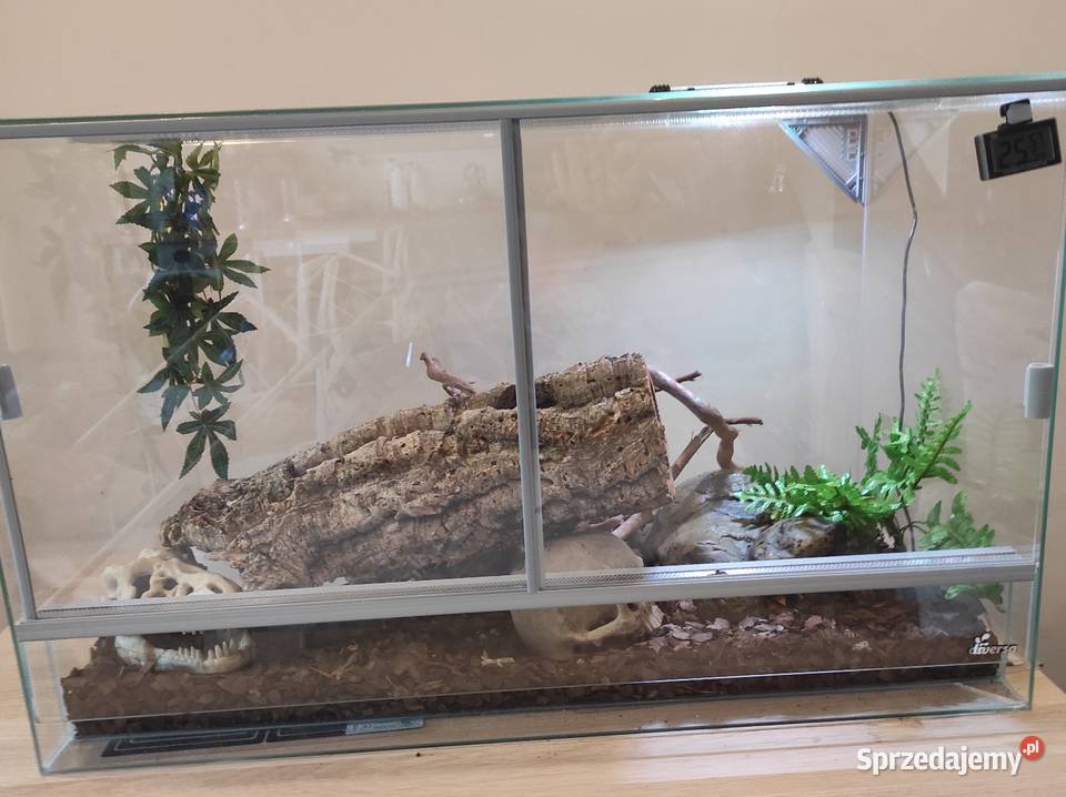 Pyton królewski z terrarium samiec Lublin