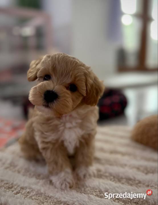 Maltipoo piękny chłopiec Wadowice