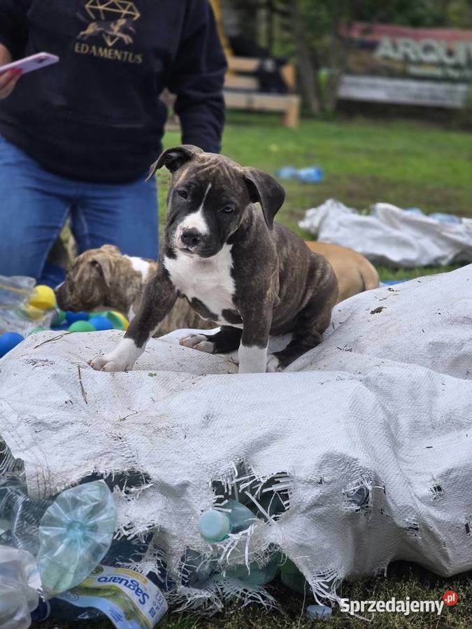 American staffordshire terrier Amstaff FCI Ostrołęka