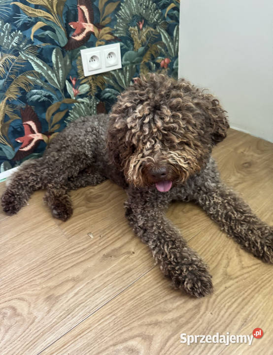 Lagotto Romagnolo reproduktor lubelskie Kraśnik