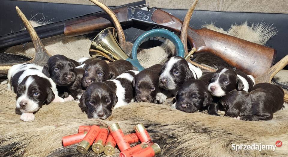 Płochacz niemiecki WACHTELHUND Piesek Pozostałe sprzedam
