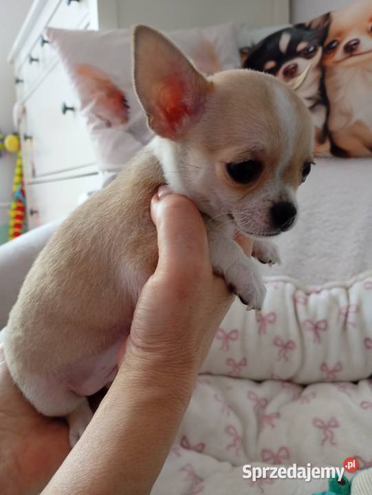 Mini piesek chihuahua