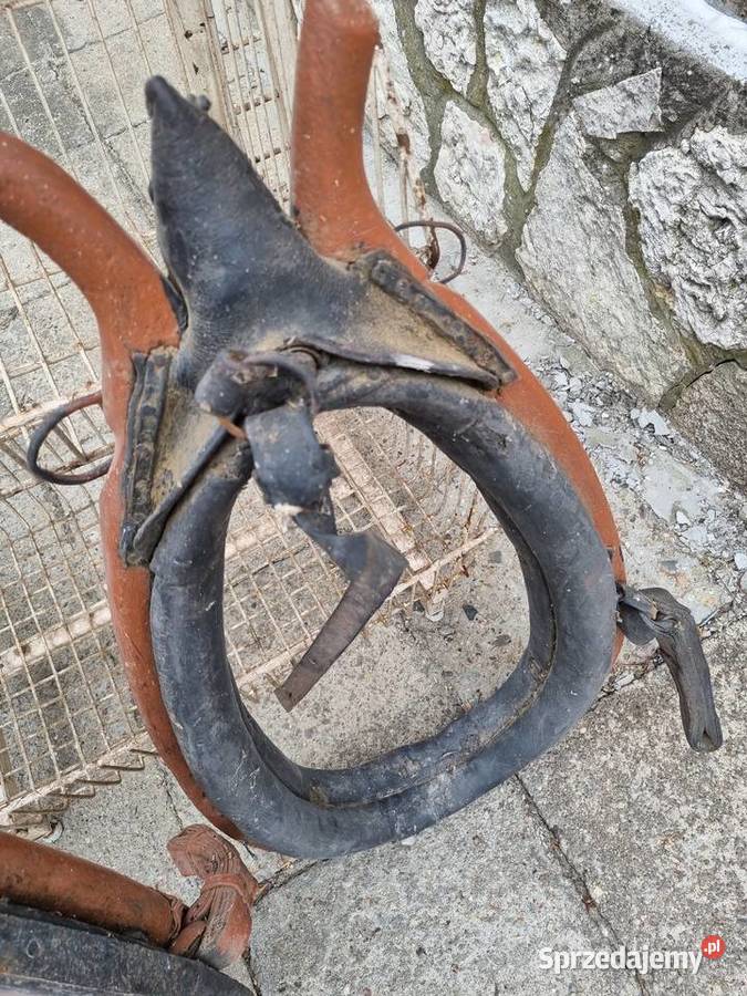 Homonto mazowieckie Mszczonów