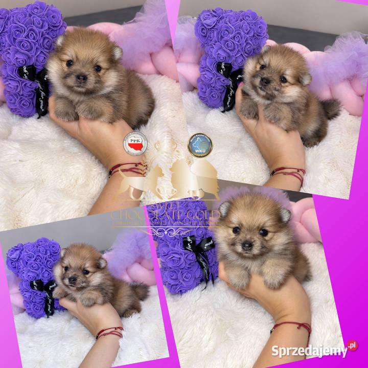 Sunia szpic miniaturowy pomeranian Orange Merle łódzkie Bełchatów
