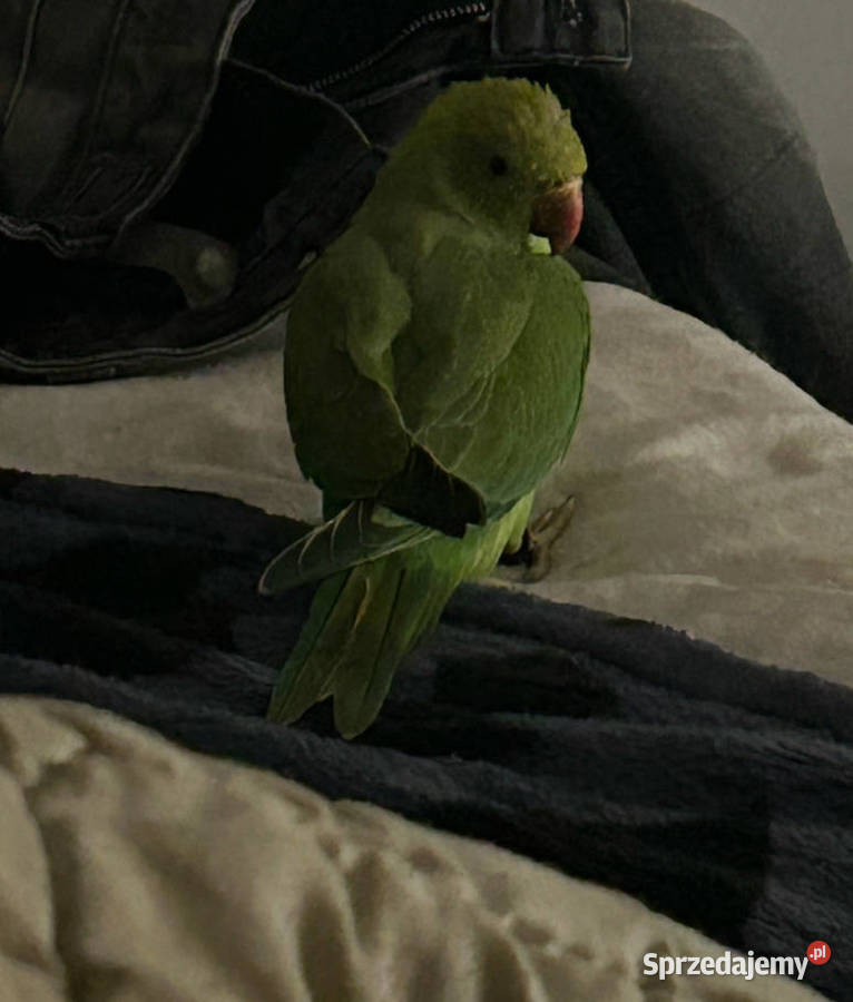 papuga aleksandretta obrożna papużka małopolskie Wadowice