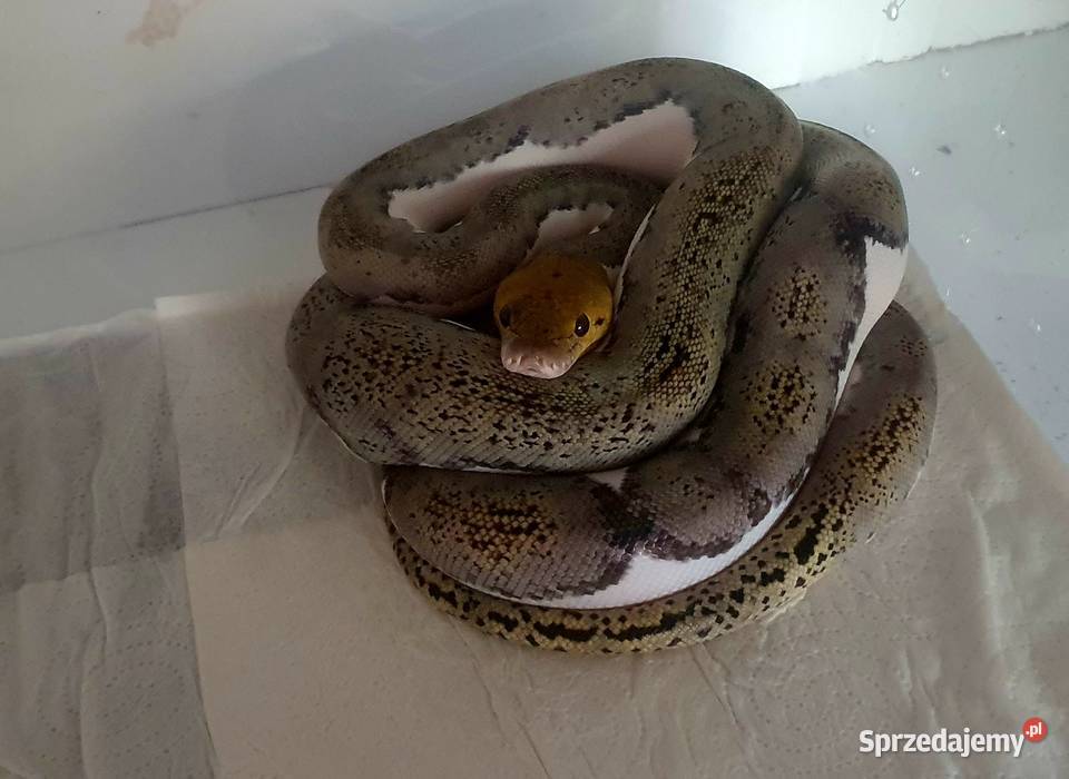 Pyton siatkowany Sosnowiec