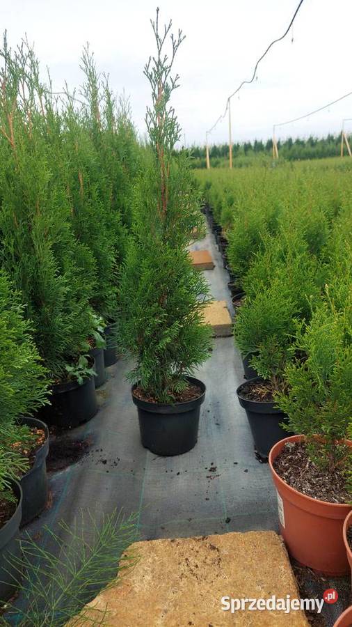 Tuja thuja szmaragd Kołaczkowo