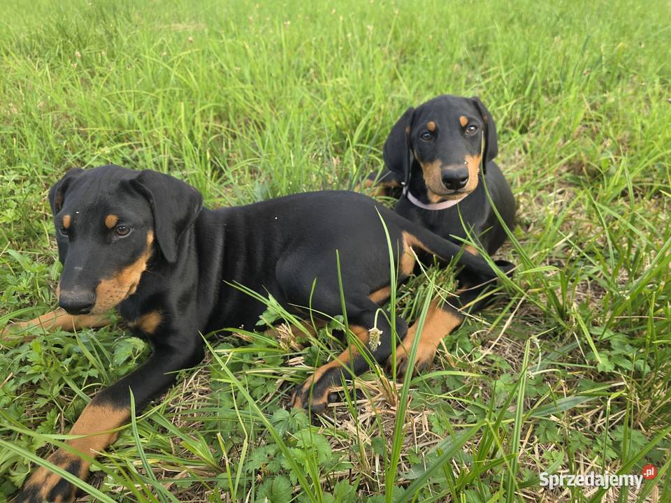 Doberman Typ Amerykański lekki Wyjątkowy samiec Konin