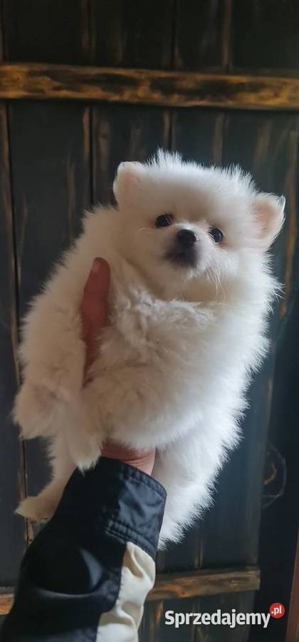 Pomeranian szpic miniaturowy szczeniaki suczki podkarpackie Frysztak