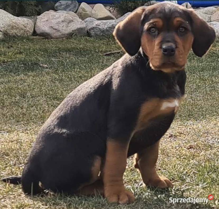Ogar polski szczeniaki CHAMPIONIE POLSKI Lubomia sprzedam