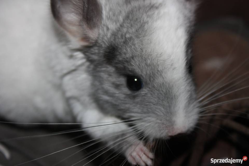 Szynszyla barwna mozaika szynszyl Kaniów