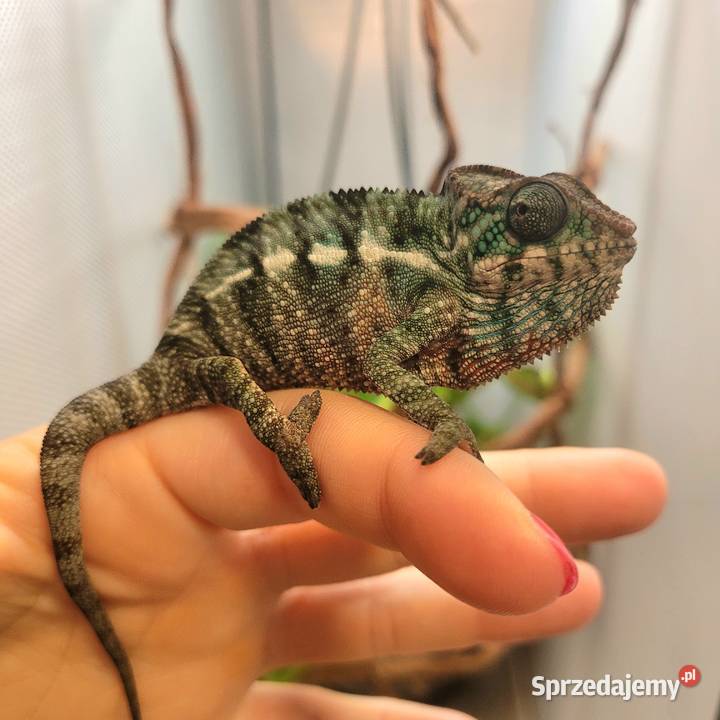 Kameleon lamparci Nosy faly Koszalin