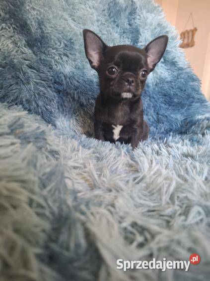 Chihuahua czarny piesek Lublin