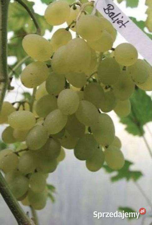 Beznasienny winogron KISZMISZ Baliet Winorośli Łazy Brzyńskie