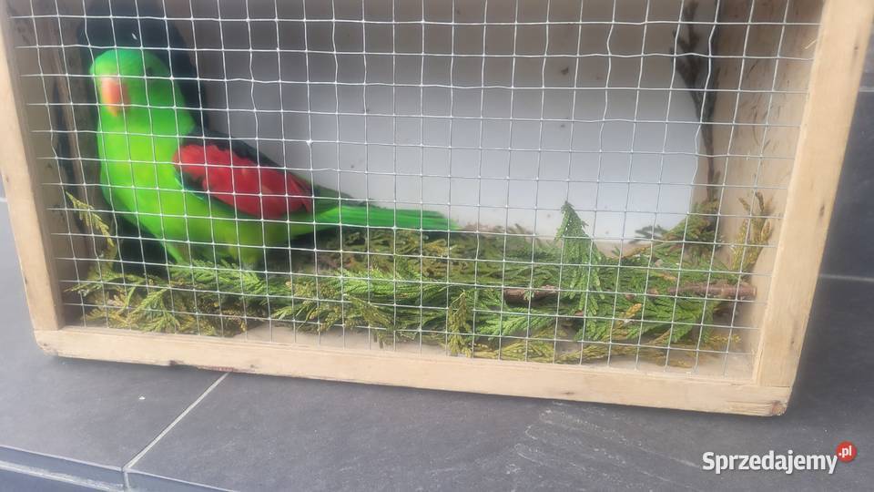 Papuga czerwonoskrzydła Wieliczka sprzedam