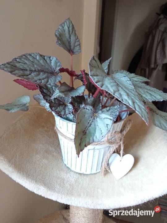 Pokręcona pięknotka i innePaprotka niedostępna Zielone Białystok