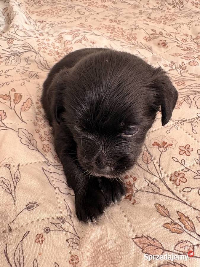Suczki i piesek Maltipoo F1B z rodowodem szukają lubelskie Puławy sprzedam