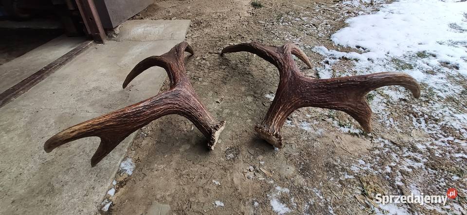 Poroże łosia para sprzedam