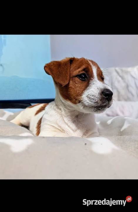 Jack russell terrier szczenięta Gostyń